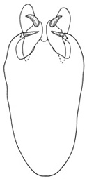 calcaratus